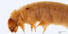 Fig. 7: Late instar, thorax