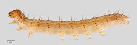 Fig. 2: Late instar, lateral view