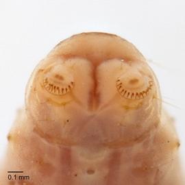 Fig. 5: Anal crochets