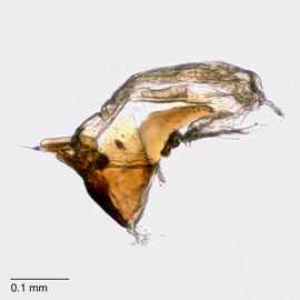Fig. 7: Hypo. complex