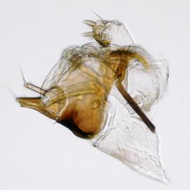 Fig. 11: Hypo. complex