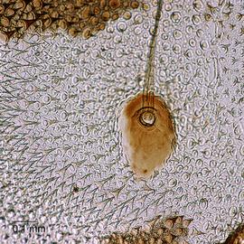 Fig. 8: No microspines