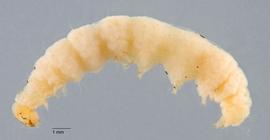 Fig. 2: Late instar, lateral view