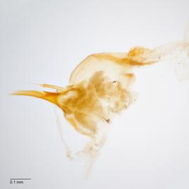 Fig. 7: Hypo. complex