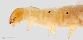 Fig. 3: Head and thorax, lateral view