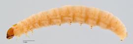 Fig. 1: Late instar, lateral view