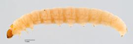 Fig. 2: Late instar, lateral view