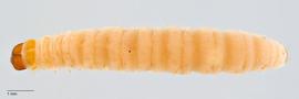 Fig. 3: Late instar, dorsal view