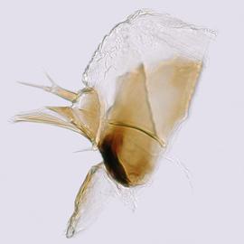 Fig. 8: Hypo. complex