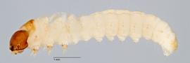 Fig. 2: Early instar, lateral view
