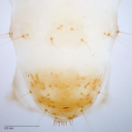 Fig. 5: A9, anal shield