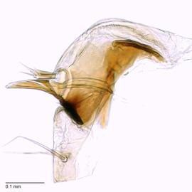 Fig. 9: Hypo. complex