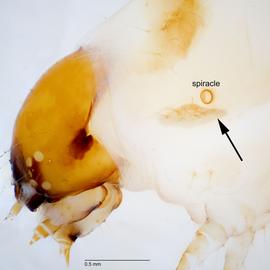Fig. 3: L group on T1