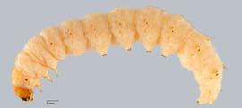 Fig. 1: Late instar, lateral view