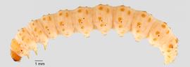 Fig. 2: Late instar, lateral view