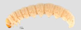 Fig. 3: Late instar, lateral view