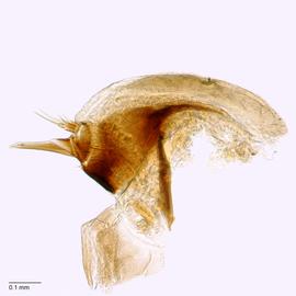 Fig. 8: Hypo. complex