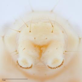 Fig. 5: Paraproct setae