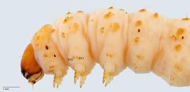 Fig. 4: Thorax with bisetose SV group