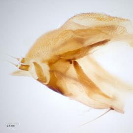 Fig. 7: Hypo. complex