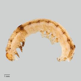 Fig. 7: Early instar