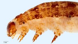 Fig. 6: Late instar thorax, lateral view