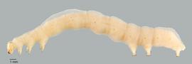 Fig. 1: Late instar, lateral view