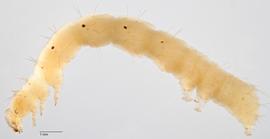 Fig. 3: Early instar, lateral view