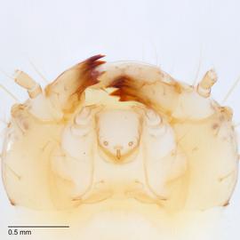 Fig. 6: Head, ventral