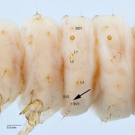 Fig. 5: SV group on A1