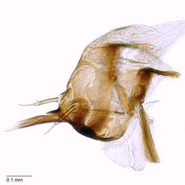 Fig. 8: Hypo. complex