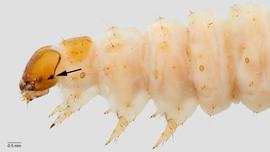 Fig. 4: Head and thorax; note genal spot