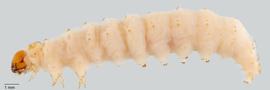 Fig. 1: Late instar, lateral view