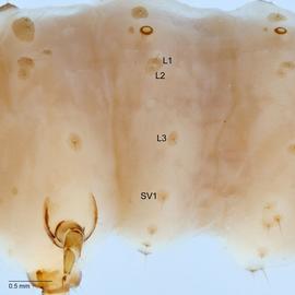 Fig. 5: SV group on A1
