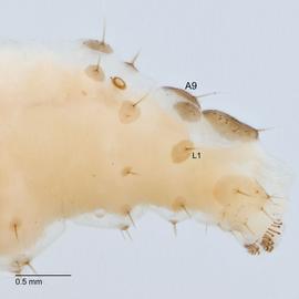 Fig. 7: L-group on A9