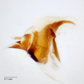 Fig. 10: Hypo. complex