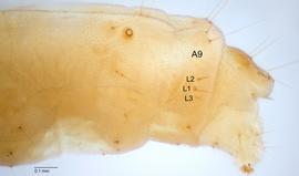 Fig. 4: L group on A9 (photo of  C. plebejana )