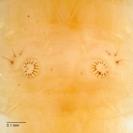 Fig. 6:  C. plebejana 