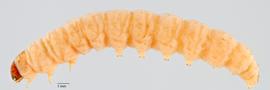Fig. 1: Late instar, lateral view