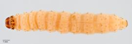Fig. 3: Late instar, dorsal view