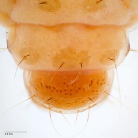 Fig. 8: A9, anal shield