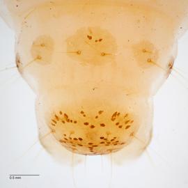 Fig. 7: A9, anal shield