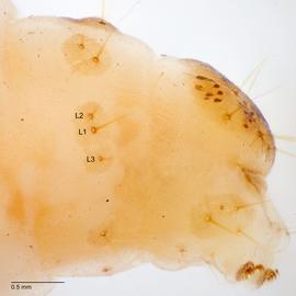 Fig. 5: L group on A9