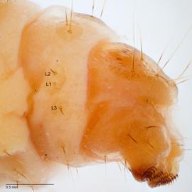 Fig. 6: L group on A9