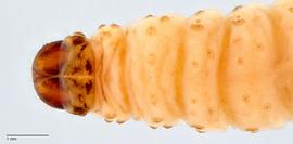 Fig. 4: Head and prothoracic shield, dorsal view