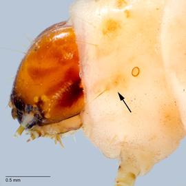 Fig. 4: L group on T1