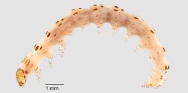 Fig. 3: Late instar, lateral view