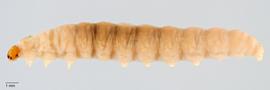 Fig. 1: Late instar, lateral view