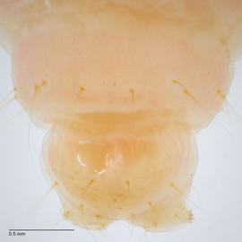 Fig. 3: A9, anal shield