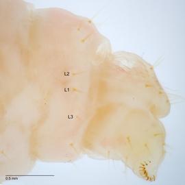 Fig. 4: L group on A9